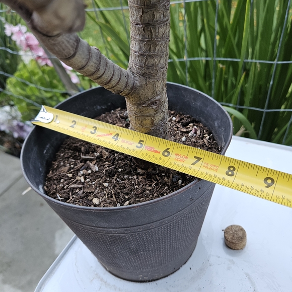 Large Ruby Jade Tree - Picture 6 of 6